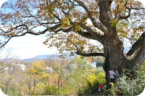 Remarkable Trees Of Virginia Luray Chinquapin Oak Tree Luray Virginia