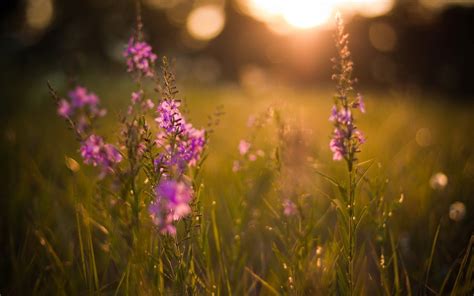 Wallpaper Sunlight Nature Plants Morning Blossom Bokeh Purple