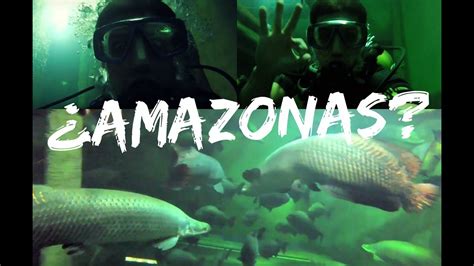 Buceando Entre Monstruos Del Amazonas Youtube
