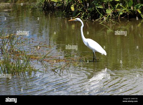 Large White Swamp Bird In Louisiana Stock Photo Alamy