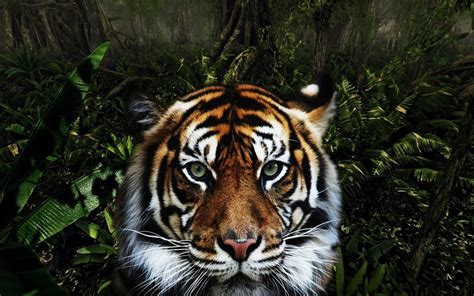 Closeup Photo Of Tiger On Forest During Daytime Hd Wallpaper