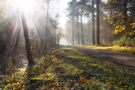 Sunlit Forest Lane In Autumn Stan Schaap Photography