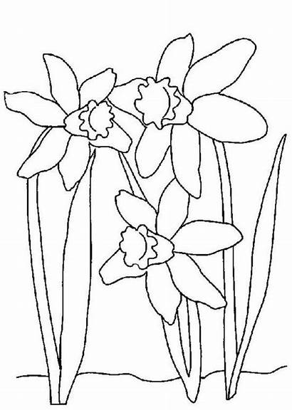 Daffodil Coloring Wild Pages Drawing Daffodils Drawings
