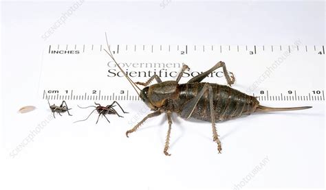 Mormon Cricket Life Stages Stock Image C0109966 Science Photo