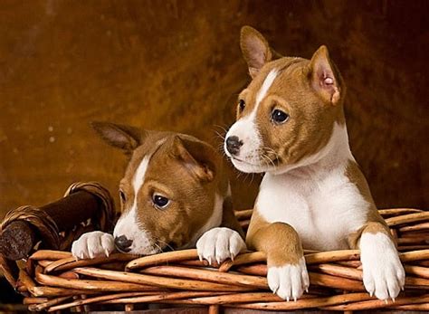 Basenji Puppies Behavior And Characteristics In Different Months Until