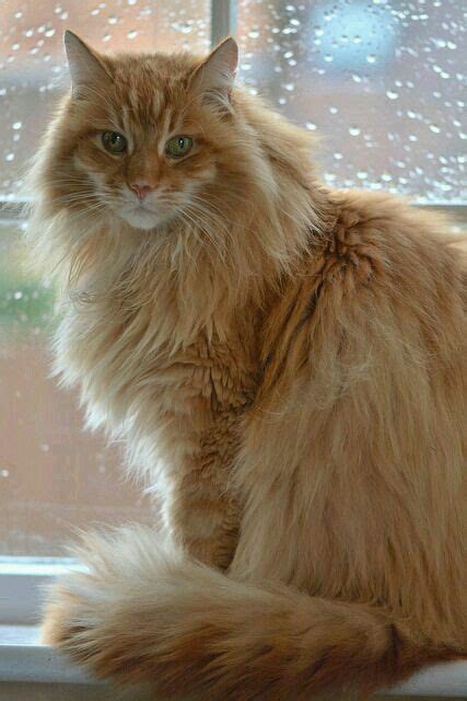 Red Norwegian Forest Cat Maine Coon Mix