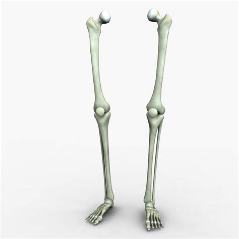 Bones Of The Leg Biology Quiz Quizizz