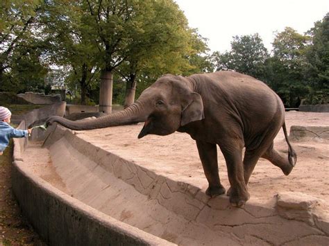 Feeding The Elephant Rofl Zoo Daily Funny Animal Pictures Funny