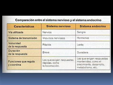 Diferencias Sistema Nervioso Y Endocrino Diferencias Sistema Nervioso Hot Sex Picture