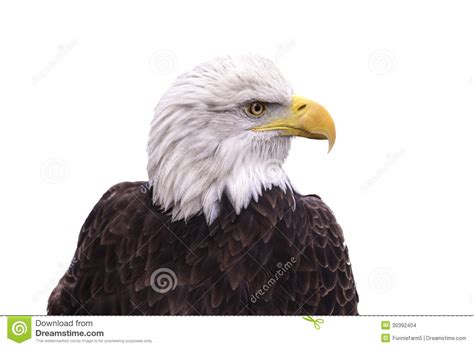 American Bald Eagle Isolated On A White Stock Images