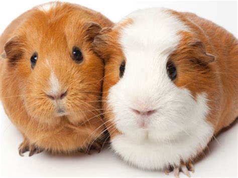 The former is rich in fiber. What Type of Guinea Pig Are You? | Playbuzz