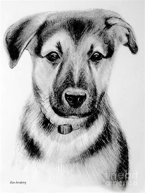 1 German Shepherd Puppy Drawing By Alan Armstrong