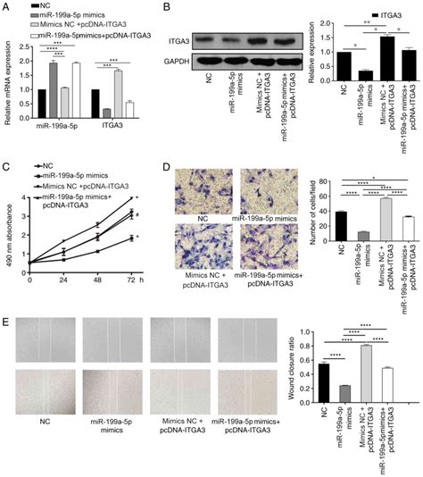 microrna‑199a‑5p suppresses cell proliferation migration and invasion by targeting itga3 in