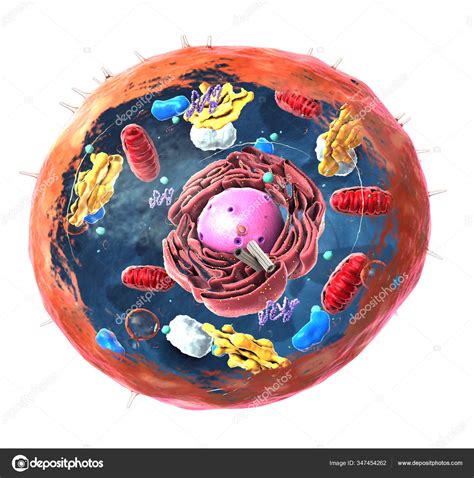componentes células eucariotas núcleos orgánulos membrana plasmática ilustración fotografía de