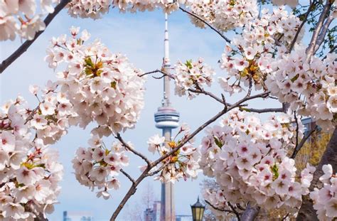 The 5 Best Places To Admire The Cherry Blossoms This Spring In Toronto