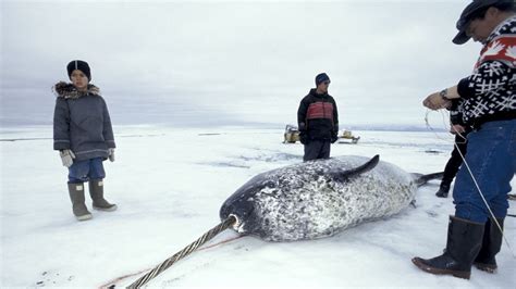 inuit hunting