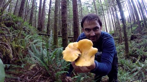 How To Mushroom Picking Golden Chanterelles Ucluelet Bc Youtube