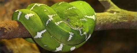 Emerald Tree Boa Most Beautiful Snake In The World