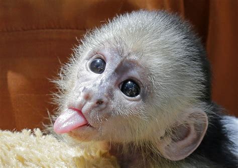 Cookie The Escaped Capuchin Monkey In Alabama Is Back Home