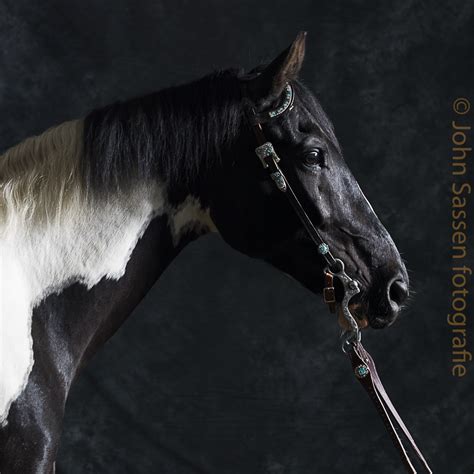 Horse Portraits Johnsassenblog