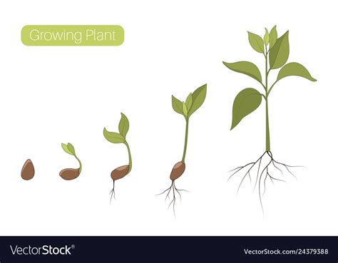 Plant Growth Phases Stages Flat Royalty Free Vector Image