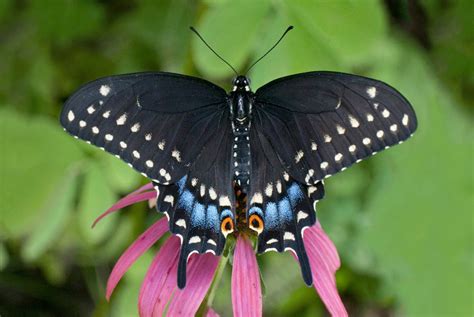 Tions What Is A Blue And Black Butterfly Called