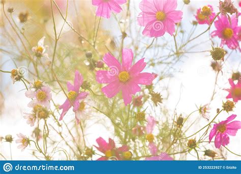 Pink Flowers Of Cosmos On A Light Background Stock Image Image Of