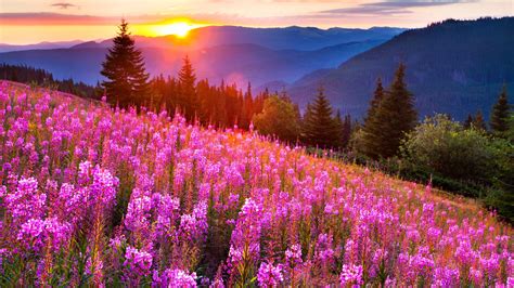 Sunsets Mountain Mow Lupine Pink Flowers Summer Landscape Wallpapers Hd