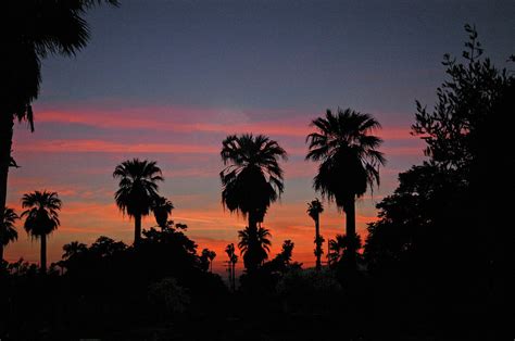 Palm Trees At Sunset Riverside California Photograph By William Reagan