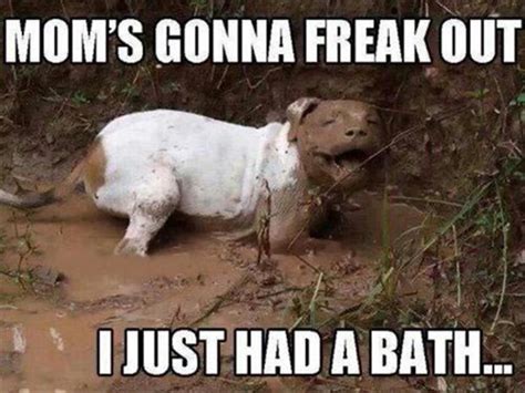 I Has A Hotdog Mud Puddle Funny Dog Pictures Dog