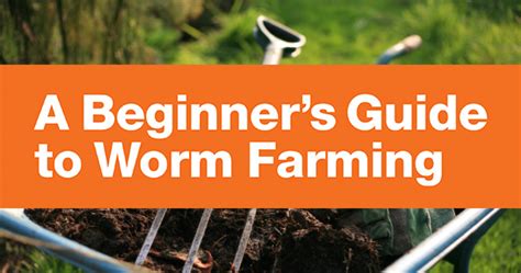 Our Beginners Guide To Worm Farming Foodwise