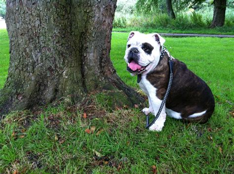 Baggy Bulldogs | doggies | Pinterest | Bulldog puppies, Dogs and Puppies