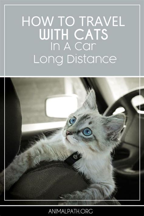 How To Travel With Cats In A Car Long Distance Cat Travel Cats Cat