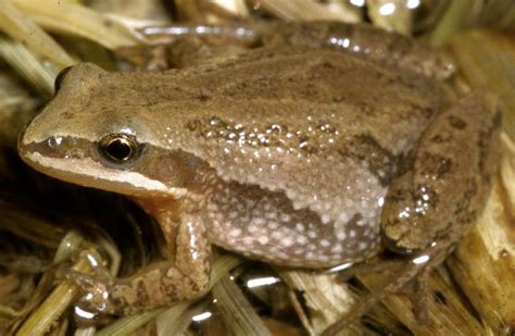 Species Blog Swamp Ecosystem Striped Chorus Frog