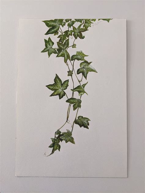 Ivy Vine Plant Painting Original Artwork Watercolor Art By Etsy