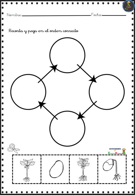 El Ciclo De Vida De Las Plantas