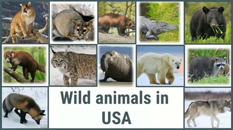 Wild Animals In Usa Part 1 Youtube