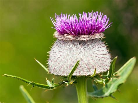 17 Types Of Thistles To Grow In Your Garden Horticulture