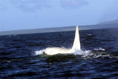 Rare White Orca Spotted Off Russia Wdc
