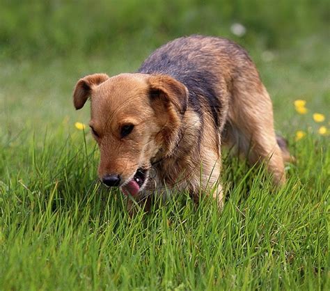 Vomiting is nature's way of permitting a cat to rid his or her stomach of irritating substances. Why Do Dogs Eat Grass when Sick and Vomit? | Dogs, Cats, Pets