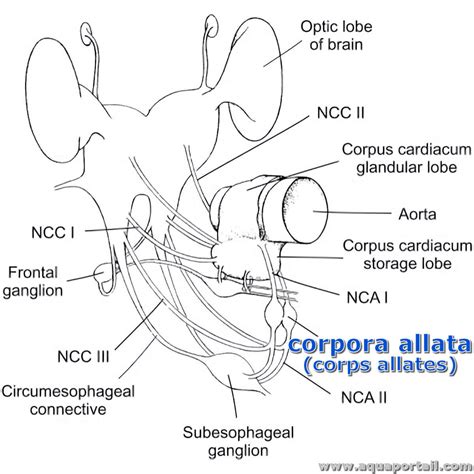 Corpora allata définition et explications