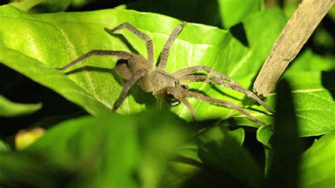 Aranha Armadeira The Brazilian Wandering Spider Que Pra Mim é Uma