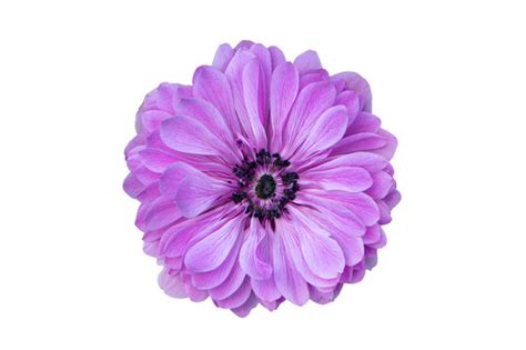 Purple Flower White Background Wallpaper Best Flower Site