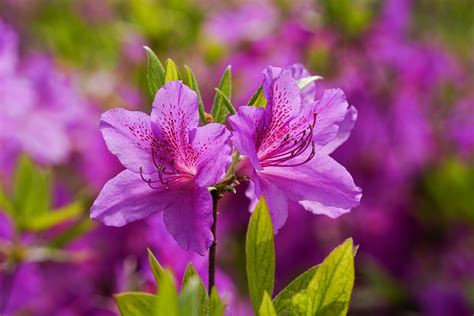 Flower Azalea Pink Free Photo On Pixabay Pixabay