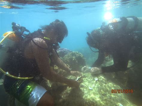 Marine Lab Relocates Corals On Merizo Boat Ramp University Of Guam