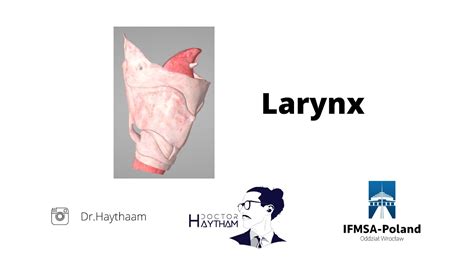 Larynx Cartilages Ligaments Laryngeal Cavity Muscles Youtube