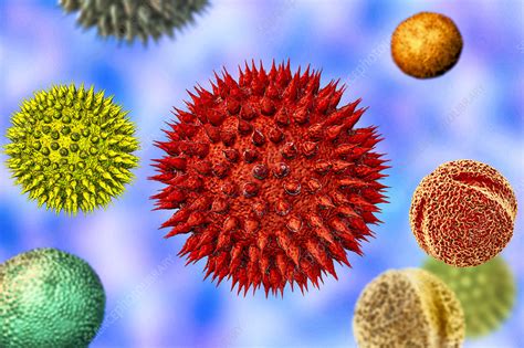 Pollen Grains From Different Plants Illustration Stock Image F027
