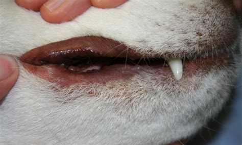 Diagnosing Canine Perioral Dermatitis Clinicians Brief