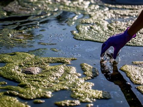 Eutrofikasi Pengertian Penyebab Hingga Cara Menanggulanginya