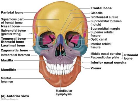 Facial Bones Case Quizzes Anatomy The Bones Of The Skull On The Anatomy